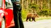 Yellowstone National Park Tourists Chase Bears Only Days After Bison Flung Visitor Into The Air