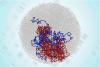 Scientists Uncover Tiny Loops in Dividing Cell Genomes