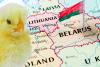 Belarus aims for self-sufficiency in poultry genetics