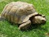 Bulgaria’s Only Tortoise Rehabilitation Centre Raising Funds for Large Species Sector