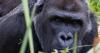 Trespasser at former zoo film gorillas banging on windows