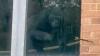 ‘World’s loneliest’ gorillas found in enclosure at abandoned UK zoo by urban explorers 3 YEARS after site closed down