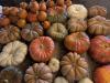 All Color Growers pumpkin patch opening tonight in Bermuda Dunes