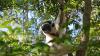 Science Popular Science Lemurs keep evolving new species, even after 50 million years