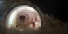 Scientists Found a Secret to Longer, Healthier Lives: Naked Mole Rats