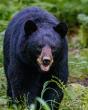 Arkansas Advocate: Human changes to environment could be behind recent fatal bear attacks