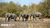 Chad restores ties with wildlife charity linked to Prince Harry