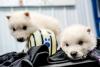 Science NBC News Should scientists be allowed to edit the genes of wild animals? Top conservation groups just voted yes