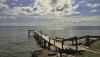 Scientists make surprising discovery while investigating odd droppings on local dock: 'Disease sentinels'