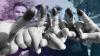 Iraq’s digital battlefield: Social media shapes the 2025 elections