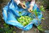 Scientists urge the WHO to decriminalize 'coca' - the leaf that make cocaine
