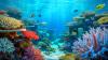 “Everything Is Starting to Collapse”: Scientists Warn Coral Reefs Have Hit a Climate Tipping Point (and we may be next)