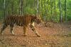 India home to five of world’s seven big cat species: Union Minister Bhupender Yadav