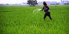 Retail inflation for farm, rural workers eases: Labour Ministry data