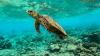 Climate Change and You: Renewable energy overtakes coal for the first time while coral reefs reach tipping point