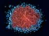 CONAVIHSIDA reports decline in HIV cases in the Dominican Republic