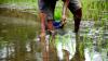 Scientists Develop New Water-Efficient Rice Varieties That Could Increase Farmers' Yield By 15%
