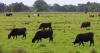 Farmers panic as Trump’s immigration raids spark ‘black swan event’ warning from agriculture CEO