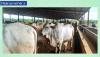 Lagos abattoirs: 8 major slaughterhouses powering N328 billion beef market