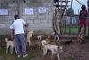Woman rescues stray dogs in Ethiopian city