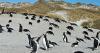 Falklands’ avian influenza, Yorke Bay Gentoo Colony closed to Public Access