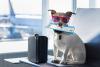 Travellers shocked as EU court says pets don’t count as passengers