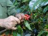 Coffee Harvest in Eastern Cuba with High…