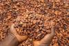 Cedi Gains Flip Cocoa Pricing Advantage Against Ivory Coast