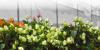 Ethiopia’s Cut Flower Industry: A New Era of Fair Pricing and Transparency