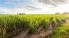 Lifestyle Food Republic The Country That Produces The Most Sugarcane In The World