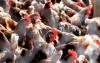 Agriculture officials urge hiked biosecurity to protect birds from avian influenza