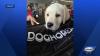 NH's Business: An entrepreneurs story transporting dogs & cats across U.S. & Canada, door-to-door
