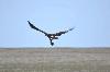 Nine Young Steppe Eagles From Kazakhstan Begin First Migration Journey