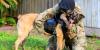 Watch the moment a retired Air Force K-9 was reunited with her handler forever