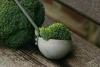 How to Grow Broccoli Successfully in Costa Rica’s Highlands