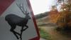 What to know about driving in Delaware during peak deer mating season