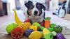 Who’s a clever boy? Scientists seek ‘genius’ dogs