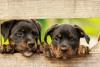 El Salvador launches rescue plan for stray animals, time for Belize to take action too?