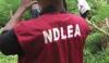 NDLEA intercepts drugs concealed in frozen snails, electrical bulbs