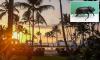 Hawaii locals fear the worst as invasive beast threatens to destroy island's stunning palm trees