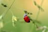 Smarter agriculture: farmers work with nature to cut pesticides