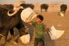 Water salinity hurting Iraq farmers, livestock