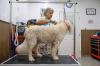 BIZBEAT: New business offers luxury pet day care