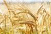 Scientists Advance Barley Cultivation Through Genetic Innovation