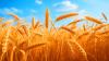 Wheat Yields Could Triple: Hidden Gene Discovery Sparks Hope for Global Food Security and Farmer Prosperity