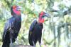Tanzania to name national bird to boost eco-tourism