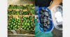 Fruit prices fall after the holidays as Chilean avocados arrive