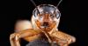 DU instructor records first Colorado detection of Japanese Burrowing Cricket