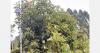 AgriSound and Westfalia study avocado pollination in South Africa