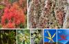 Scientists Decode the Survival Secrets of a Rare Chinese Maple
